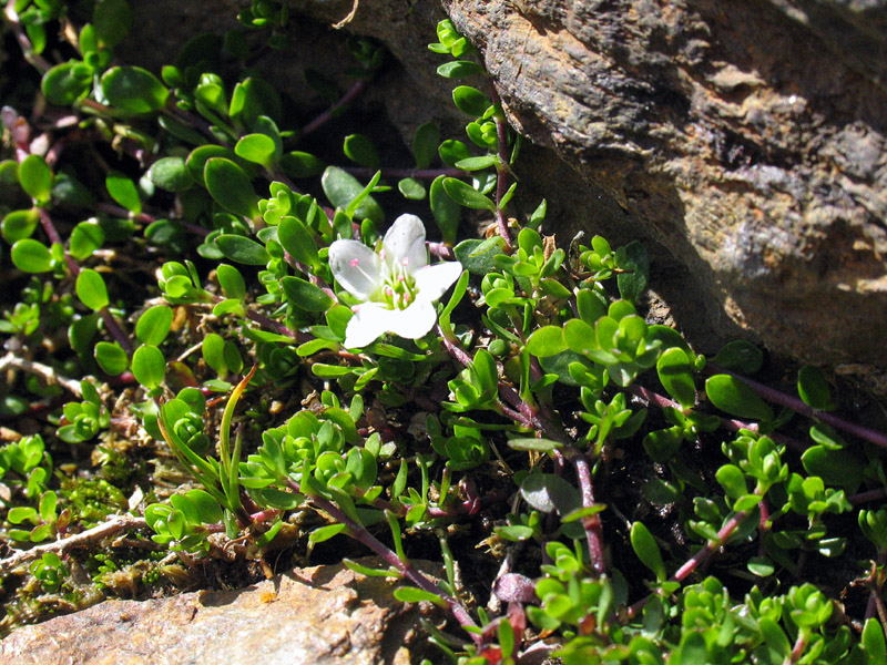 Arenaria biflora L. /Arenaria biflora.